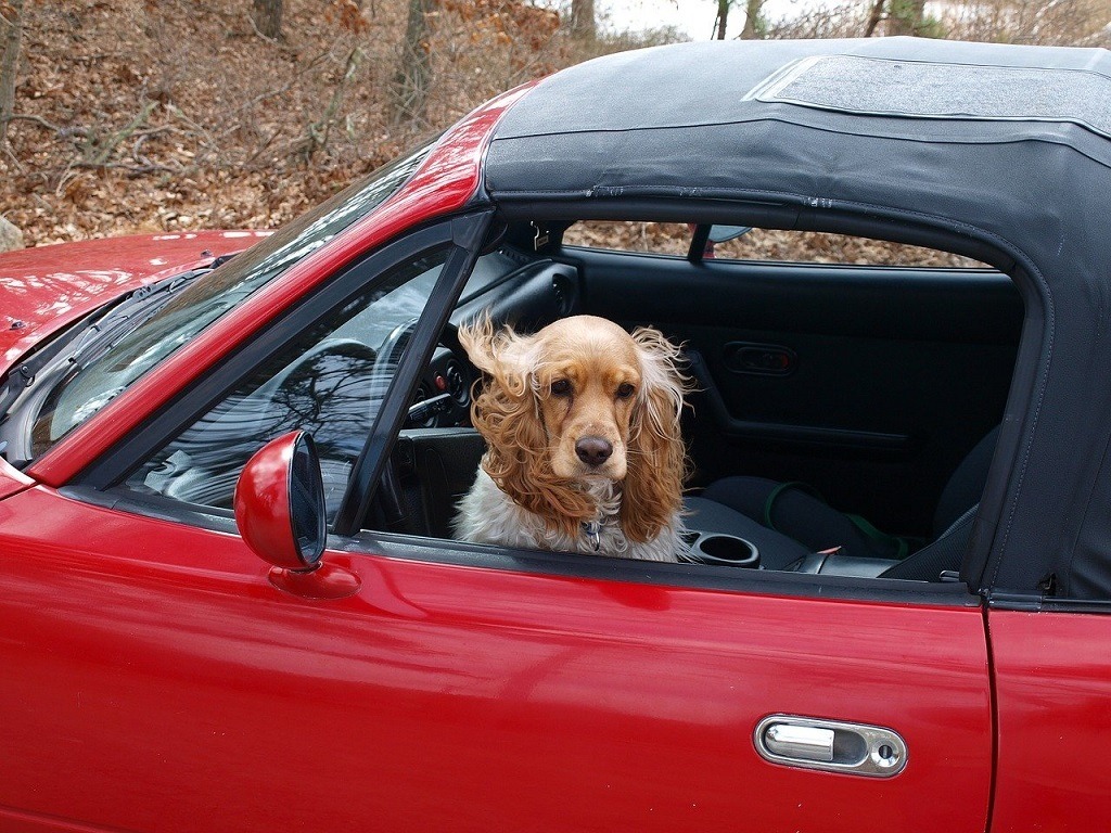 Cocker spaniel sitting in red convertible