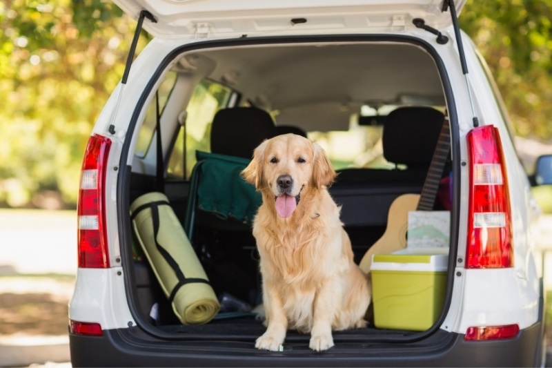 dog ready to go for a ride in the backseat of the car